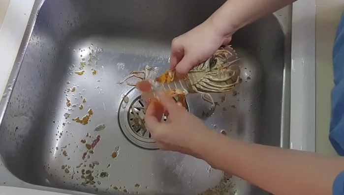 Clean the slipper lobster: remove external unfertilized eggs, scrub the shell with a brush, pull off the legs and scrub underneath. Remove the chest with a knife and dig out all innards and hard parts. Keep any golden-colored tomato.