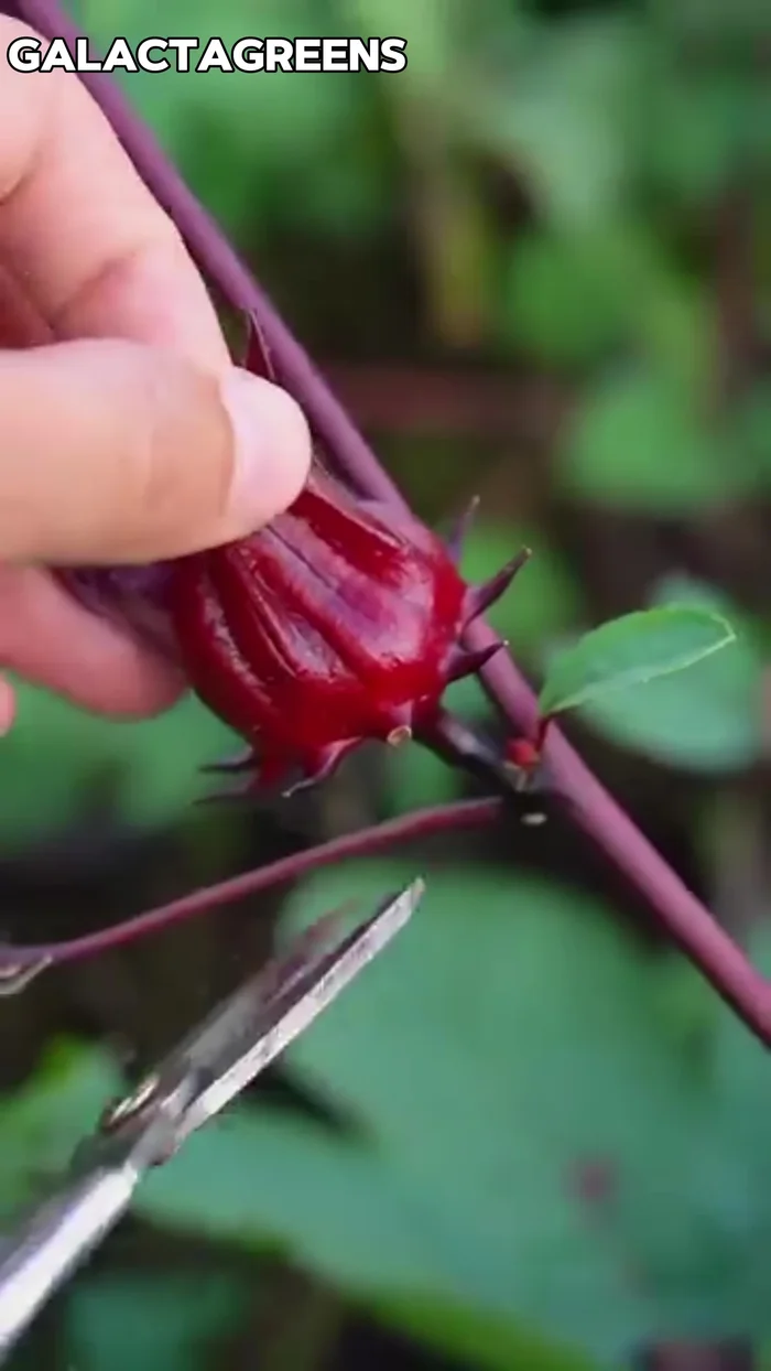 Gently pluck roselle flowers from the plants and collect them in baskets.