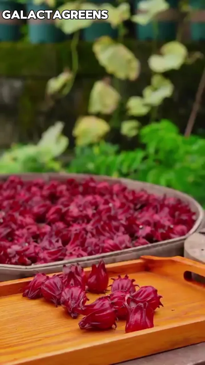 Collect the seedless roselle in a tray, then put them in a large wooden bowl and wash thoroughly to remove soil and dirt.