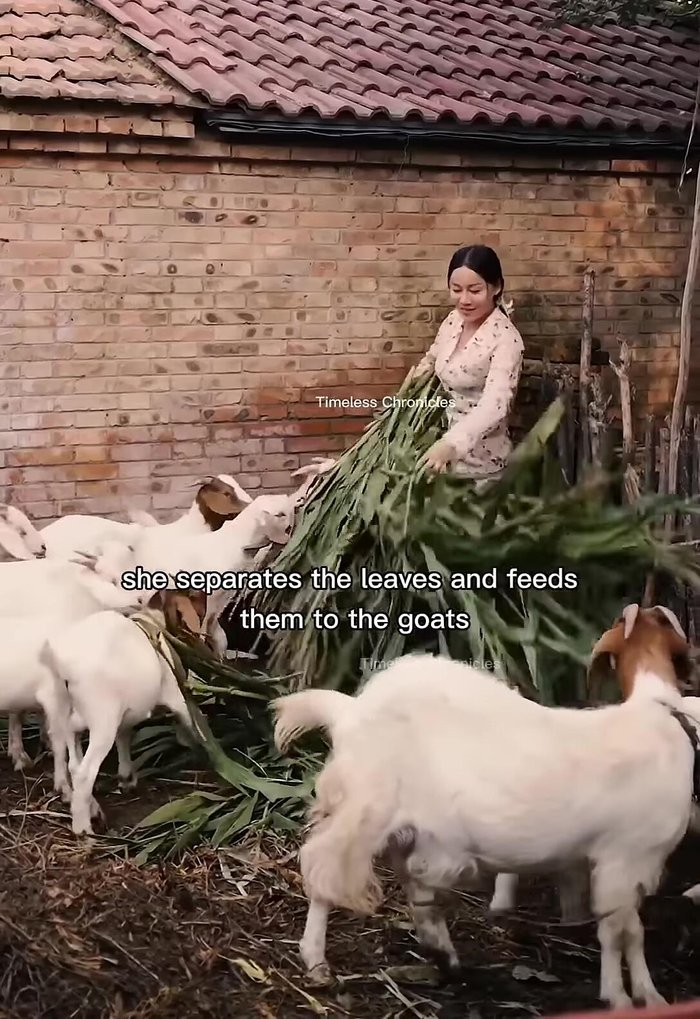 Feed the leaves to goats.