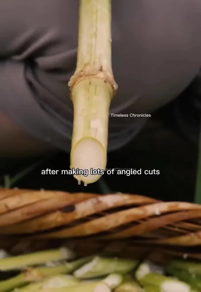Wash the chopped branches thoroughly.