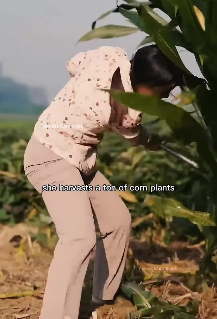 Separate the ears of corn, sharp leaves, and woody parts of the stalks.
