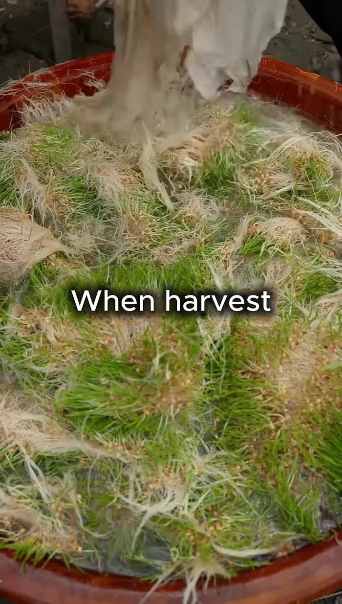 Harvest the grains by hand when they are ripe. Sundry and store them.