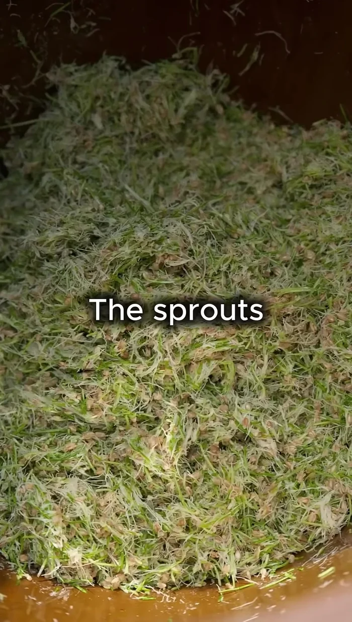 Dry the sprouted grains and crush them into a powder using a mortar and pestle.