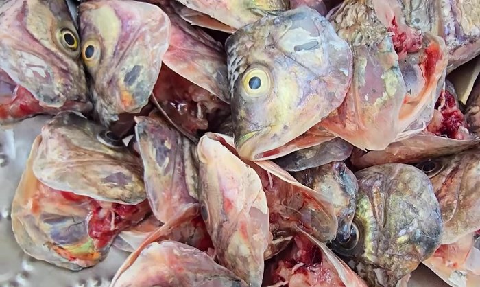 Clean and prepare the fish heads. A light dusting of the batter is sufficient.