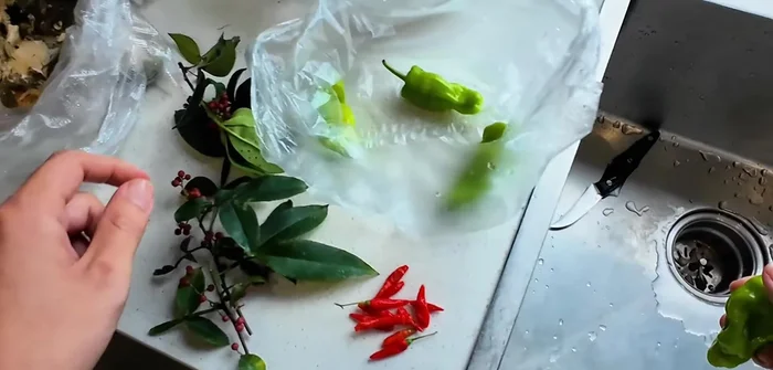 Prepare other ingredients: Chop green pepper, red pepper, garlic, and peppercorns (147.64). Slice garlic thinly (170.319).