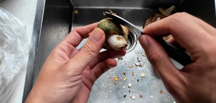 Clean the mushrooms: Remove dirt from the cap with a knife (82.159). Wash thoroughly, ensuring no sand or dirt remains (87.6). Cut off the root (90.56). For some mushrooms, simply split them into strips (140.56).