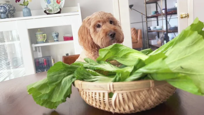 Prepare the home-cured mustard greens: Let the mustard greens dry in the fridge for 4 days (22.56). Season generously with salt to draw out water (65.28). After 10 minutes (72.64), knead until completely wet (117.52). Wring out excess water (151.92) and finely mince (160.64).